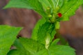 Crassocephalum crepidioides, also called ebolo, thickhead, redflower ragleaf, or fireweed