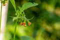 Crassocephalum crepidioides, also called ebolo, thickhead, redflower ragleaf, or fireweed