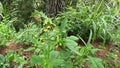 Crassocephalum crepidioides, (also called fireweed, ebolo, thickhead, redflower ragleaf, sintrong, sentrong)