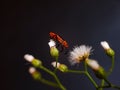 Crassocephalum crepidioides flowers