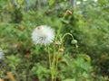 Crassocephalum crepidioides Flowers