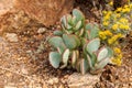 Crassula arborescens Royalty Free Stock Photo