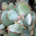 Crassula arborescens leaves Royalty Free Stock Photo