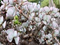 Crassula arborescens moneytree silver jade plant Royalty Free Stock Photo