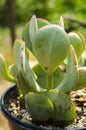 Crassula Arborescens Silver Dollar Jade Plant Royalty Free Stock Photo