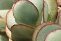 Crassula succulent plant Royalty Free Stock Photo