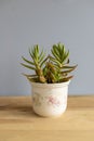 Crassula capitella red flames succulent plant in a ceramic pot