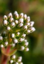 Crassula dejecta (Doily Crassula), also known as Crassula undulata Royalty Free Stock Photo