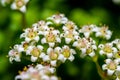 Crassula dejecta (Doily Crassula), also known as Crassula undulata, inflorescence succulent plant with thick succulent Royalty Free Stock Photo