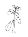 Crassula doodle vector image. Black hand drawn sketch illustration. Line contour.