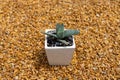 White Spine Golden Barrel cactus closeup view Royalty Free Stock Photo