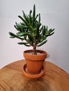 Crassula hobbit