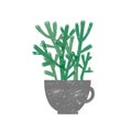 Crassula Hobbit houseplant flat vector illustration. Succulent plant in trendy ceramic pot isolated on white background