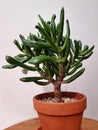 Crassula hobbit