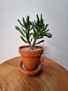 Crassula hobbit