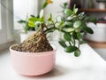 kokedama with crassula