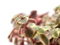 Crassula marginalis fleshy leaves