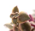 Crassula marginalis fleshy leaves