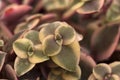 Crassula marginalis fleshy leaves