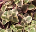 Crassula marginalis fleshy leaves