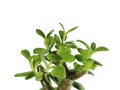 Crassula, monetary tree, isolate, white background