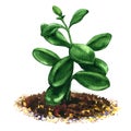 Crassula, money tree, flower succulent plant isolated, watercolor illustration
