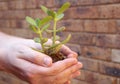 Crassula - money tree