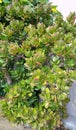 Crassula or Money tree succulent plant Royalty Free Stock Photo