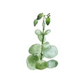 Crassula, money tree. Watercolor painting of stem with leaves and flowers on white