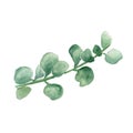 Crassula, money tree. Watercolor painting of stem with leaves on white Royalty Free Stock Photo