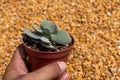 Crassula morganÃ¢â¬â¢s Beauty compact succulent in a pot