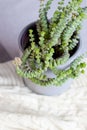 Crassula Nealeana close up, green succulent plant with string type leaves in a grey pot on knitted plaid Royalty Free Stock Photo