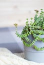 Crassula Nealeana close up, side view, green succulent plant with string type leaves in a simple gray pot on knitted plaid Royalty Free Stock Photo