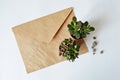 Crassula ovata and anacampseros sunrise house plants on kraft envelope