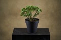 Crassula ovata, bonsai tree. Houseplant crassula ovata