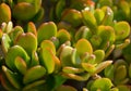 Crassula ovata commonly known as Jade plant, Friendship tree, Lucky plant or Money tree succulent plant close up. Royalty Free Stock Photo