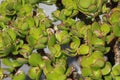 Crassula ovata, commonly known as jade plant, lucky plant, money plant or money tree Royalty Free Stock Photo