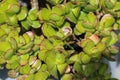 Crassula ovata, commonly known as jade plant, lucky plant, money plant or money tree Royalty Free Stock Photo