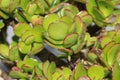 Crassula ovata, commonly known as jade plant, lucky plant, money plant or money tree Royalty Free Stock Photo