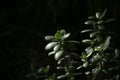 Houseplant succulent Jade plant closeup on dark background. Royalty Free Stock Photo