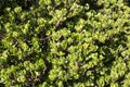 Crassula ovata commonly known as Jade plant, Lucky plant or Money tree succulent close up.Floral background.Selective focus Royalty Free Stock Photo