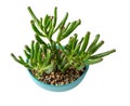 Crassula ovata Gollum Jade plant for bonsai isolated on a white background. Succulent plant with unusual tubular leaves growing in Royalty Free Stock Photo