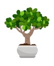 Crassula ovata house plant in pot