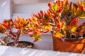 Crassula ovata Hummel`s Sunset in home garden