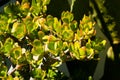 Crassula ovata Hummel`s Sunset, home garden, summer time