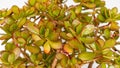 Crassula ovata Hummel\'s sunset jade plant closeup