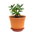 Crassula ovata jade homeplant money tree in brown pot isolated on white Royalty Free Stock Photo