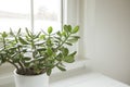 Crassula ovata, jade plant close-up. House plant in pot on window sill with lush green leaves. Succulent in home garden Royalty Free Stock Photo