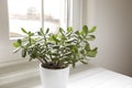 Crassula ovata, jade plant close-up. House plant in pot on the table by the window. Lush, fresh green leaves of houseplant. Royalty Free Stock Photo