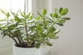 Crassula ovata, jade plant close-up. House plant in pot on window sill with lush green leaves. Succulent in home garden Royalty Free Stock Photo